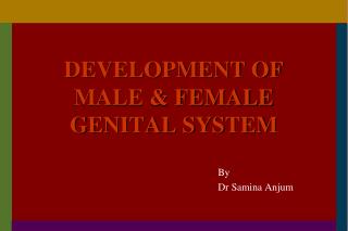 DEVELOPMENT OF MALE &amp; FEMALE GENITAL SYSTEM