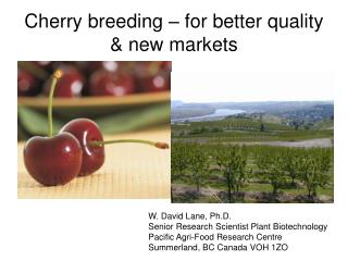 Cherry breeding – for better quality &amp; new markets