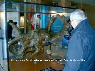 Un crâne de Cératopsien exposé dans le hall d’entrée du pavillon