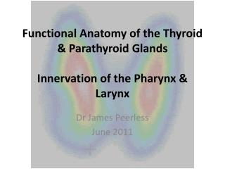 Functional Anatomy of the Thyroid &amp; Parathyroid Glands Innervation of the Pharynx &amp; Larynx