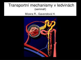 Transportní mechanismy v ledvinách (seminář) Mizera R., Gavendová H.