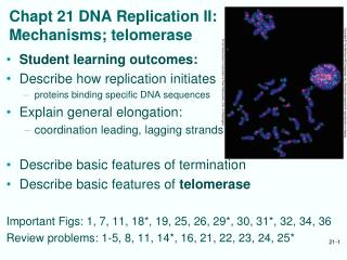 Chapt 21 DNA Replication II: Mechanisms; telomerase