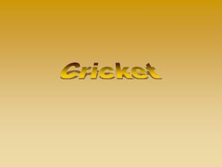 Cricket