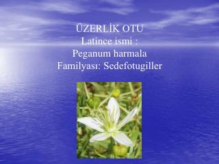 ÜZERLİK OTU Latince ismi : Peganum harmala Familyası: Sedefotugiller