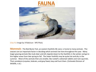 FAUNA