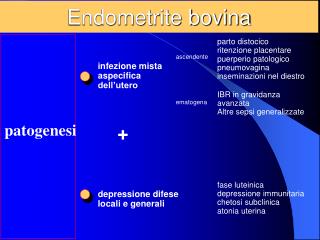 Endometrite bovina