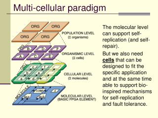 Multi-cellular paradigm