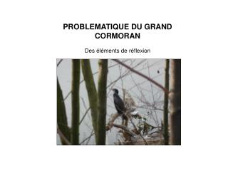 PROBLEMATIQUE DU GRAND CORMORAN Des éléments de réflexion