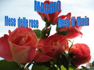 MAGGIO