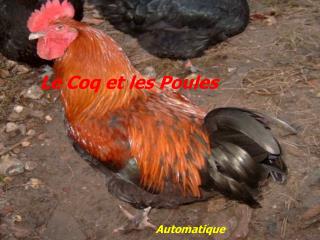 Le Coq et les Poules