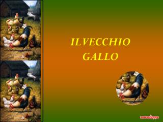 IL VECCHIO GALLO