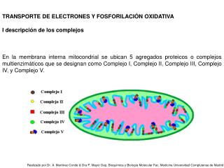 TRANSPORTE DE ELECTRONES Y FOSFORILACIÓN OXIDATIVA I descripción de los complejos