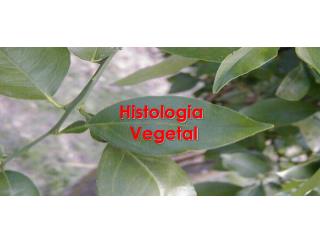 Histologia Vegetal