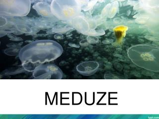 MEDUZE