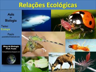 Aula de Biologia Tema: Ecologia Paulo paulobhz@hotmail