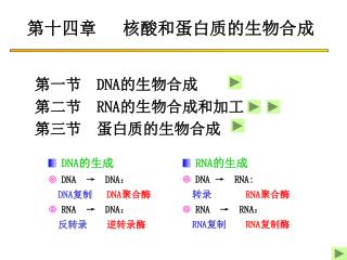 第十四章 　核酸和蛋白质的生物合成