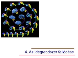 4. Az idegrendszer fejlődése