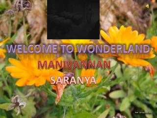 WELCOME TO WONDERLAND