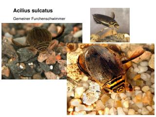 Acilius sulcatus