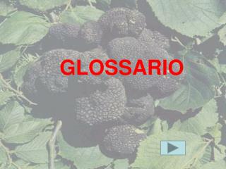 GLOSSARIO