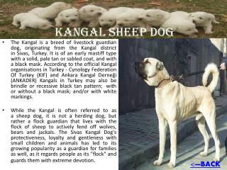 KANGAL SHEEP DOG