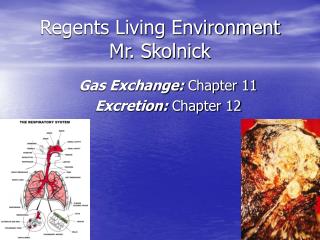 Regents Living Environment Mr. Skolnick