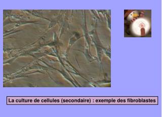 La culture de cellules (secondaire) : exemple des fibroblastes