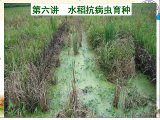 第六讲 水稻抗病虫育种