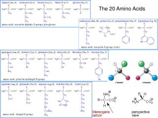 The 20 Amino Acids