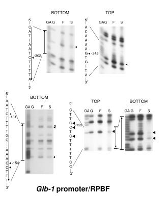 Glb-1 promoter/RPBF