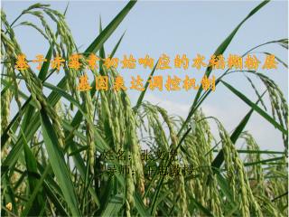 基于赤霉素初始响应的水稻糊粉层 基因表达调控机制