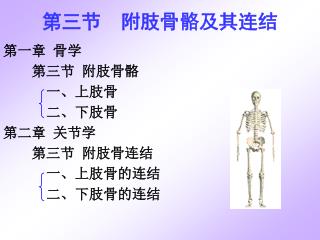 第三节 附肢骨骼及其连结