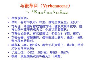 马鞭草科（ Verbenaceae ） ↑，* K (4-5) C (4-5) A 4-5 G (2:2)