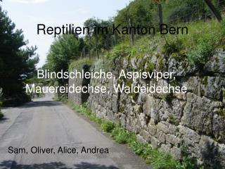 Reptilien im Kanton Bern