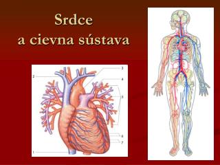 Srdce a cievna sústava