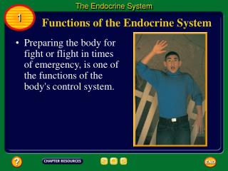 Functions of the Endocrine System