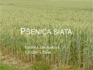 Pšenica siata