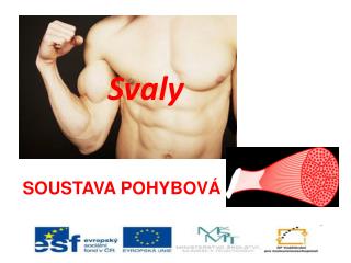 Svaly