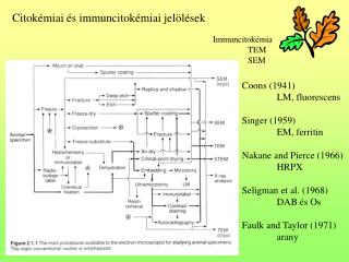 Citokémiai és immuncitokémiai jelölések