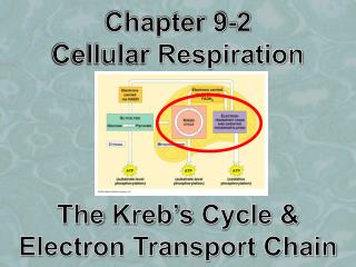 Chapter 9-2 Cellular Respiration The Kreb’s Cycle &amp; Electron Transport Chain