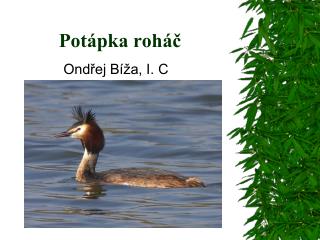 Potápka roháč