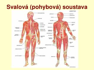 Svalová (pohybová) soustava