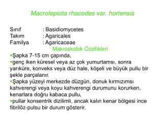 Macrolepiota rhacodes var. hortensis