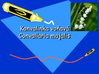 Konvalinka voňavá Convallaria majalis