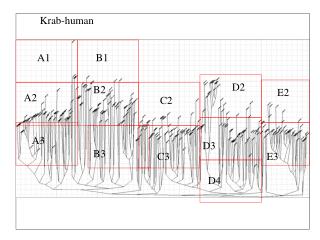 Krab-human