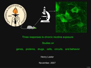 Three responses to chronic nicotine exposure: Studies on