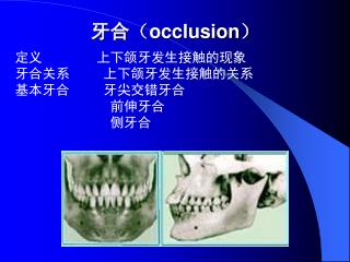 牙合 （ occlusion ）