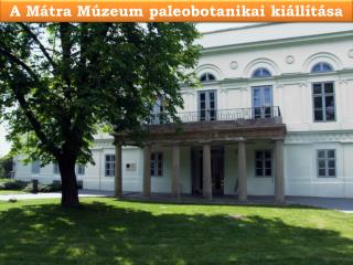 A Mátra Múzeum paleobotanikai kiállítása