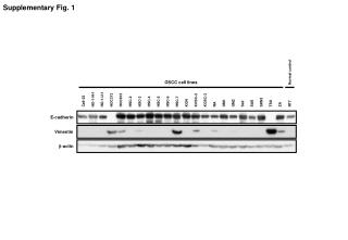 Supplementary Fig. 1