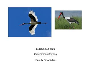 Saddle-billed stork Order Ciconiiformes Family Ciconiidae